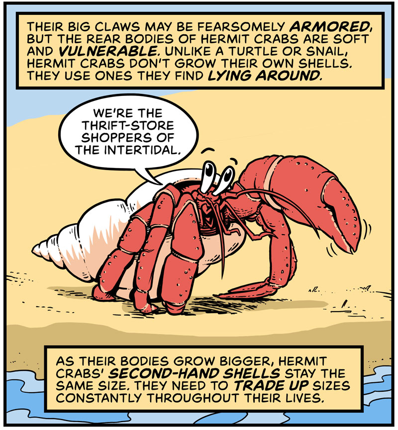 https://cdn-dev.tinyview.com/in-science-we-trust/2025/06/11/did-you-know-hermit-crabs-line-up-for-shells/DYK-Hermit-Crabs-1.jpg