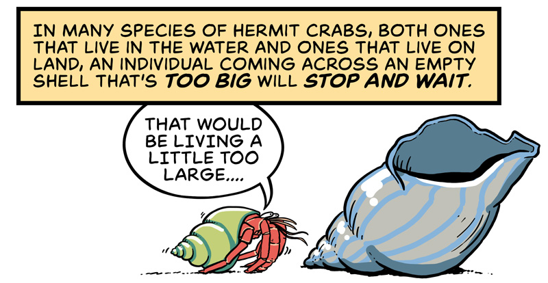 https://cdn-dev.tinyview.com/in-science-we-trust/2025/06/11/did-you-know-hermit-crabs-line-up-for-shells/DYK-Hermit-Crabs-2.jpg