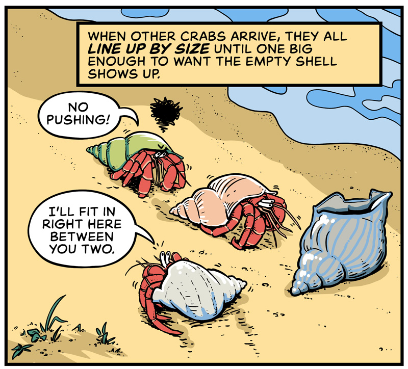 https://cdn-dev.tinyview.com/in-science-we-trust/2025/06/11/did-you-know-hermit-crabs-line-up-for-shells/DYK-Hermit-Crabs-3.jpg