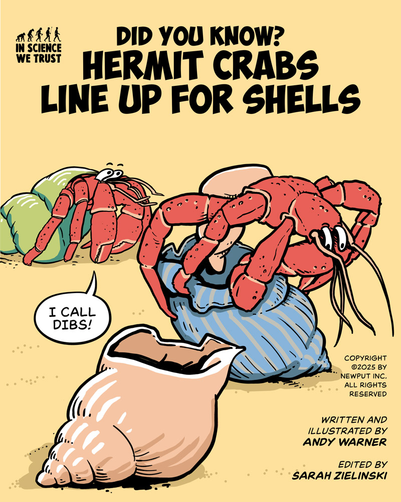 https://cdn-dev.tinyview.com/in-science-we-trust/2025/06/11/did-you-know-hermit-crabs-line-up-for-shells/DYK-Hermit-Crabs-Cover.jpg