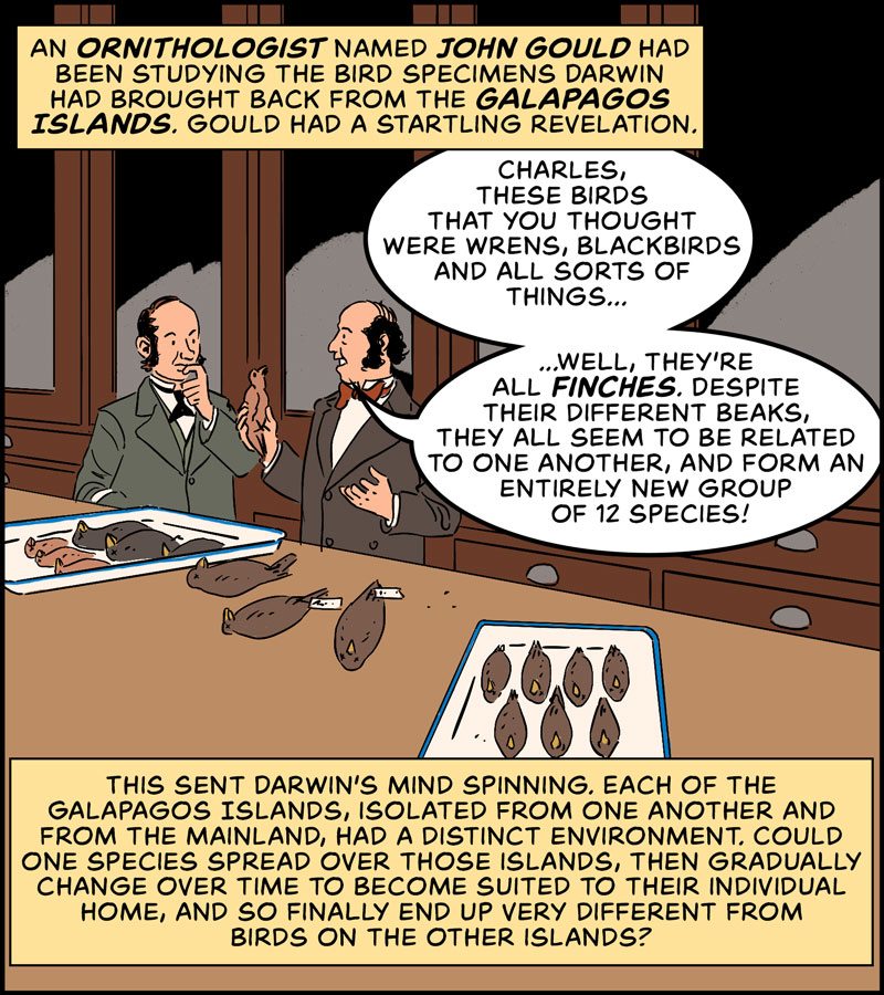 https://cdn-dev.tinyview.com/in-science-we-trust/charles-darwin/part-3/origin-04-finches.jpg