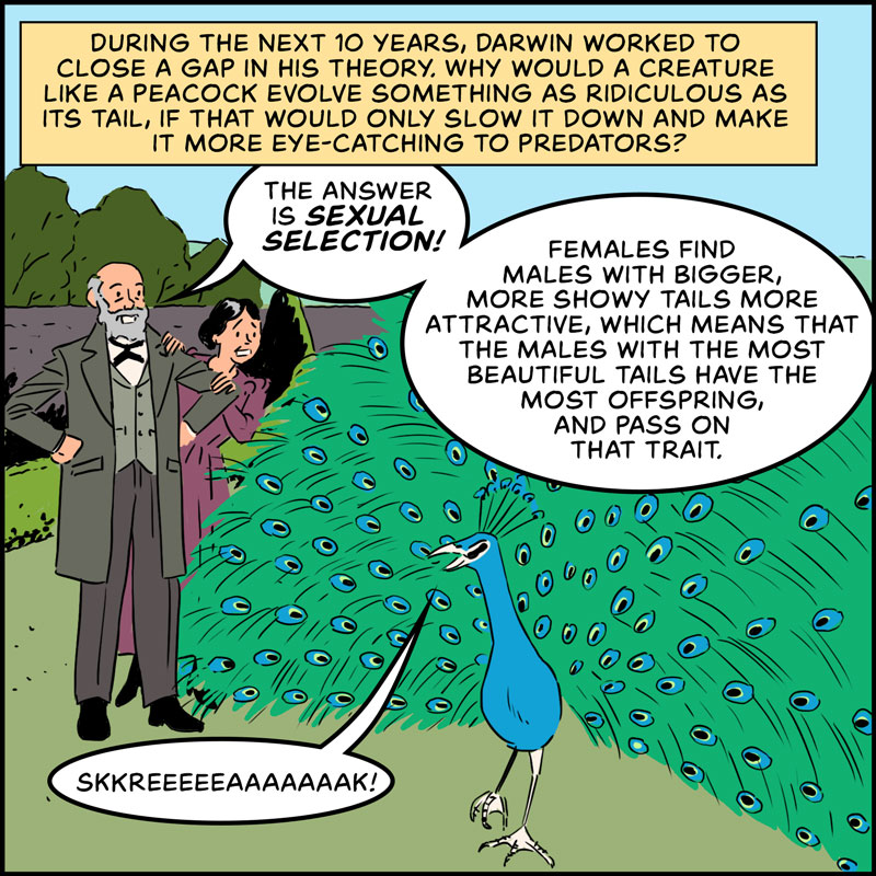 https://cdn-dev.tinyview.com/in-science-we-trust/charles-darwin/part-3/origin-22-sexual-selection.jpg