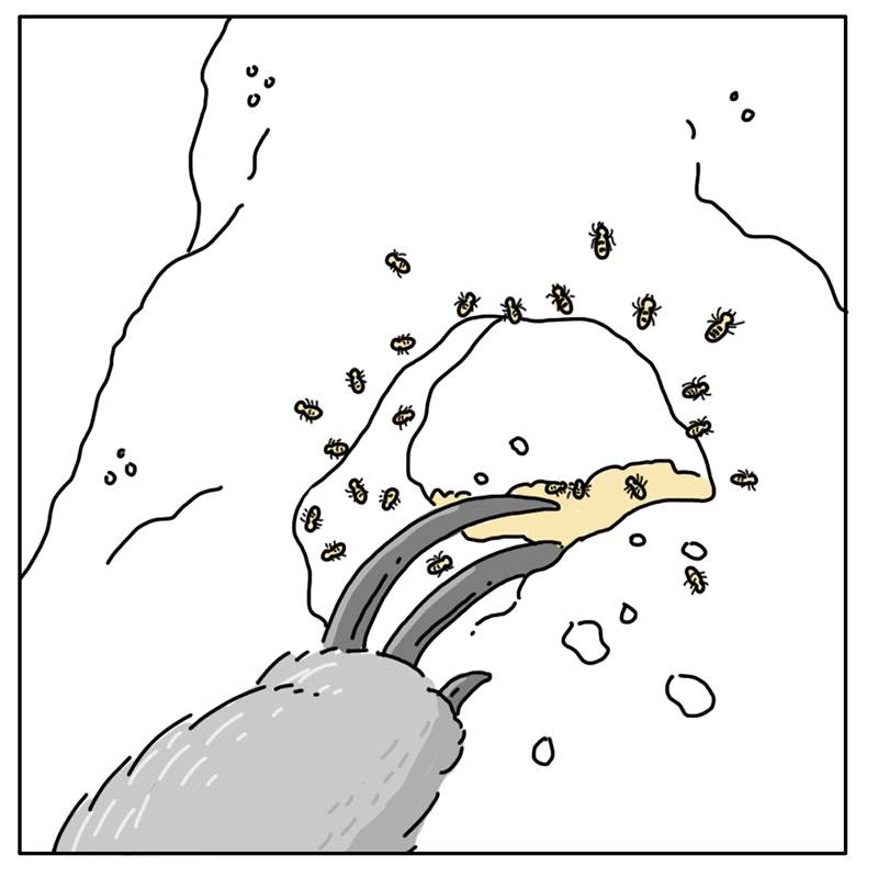https://cdn-dev.tinyview.com/they-can-talk/2022/07/11/nuts/anteater_ants2.jpg