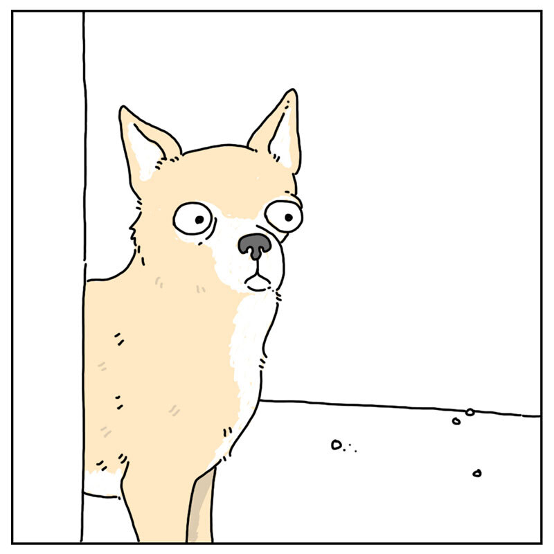 https://cdn-dev.tinyview.com/they-can-talk/2022/08/12/maracas/dog_maracas_3.jpg