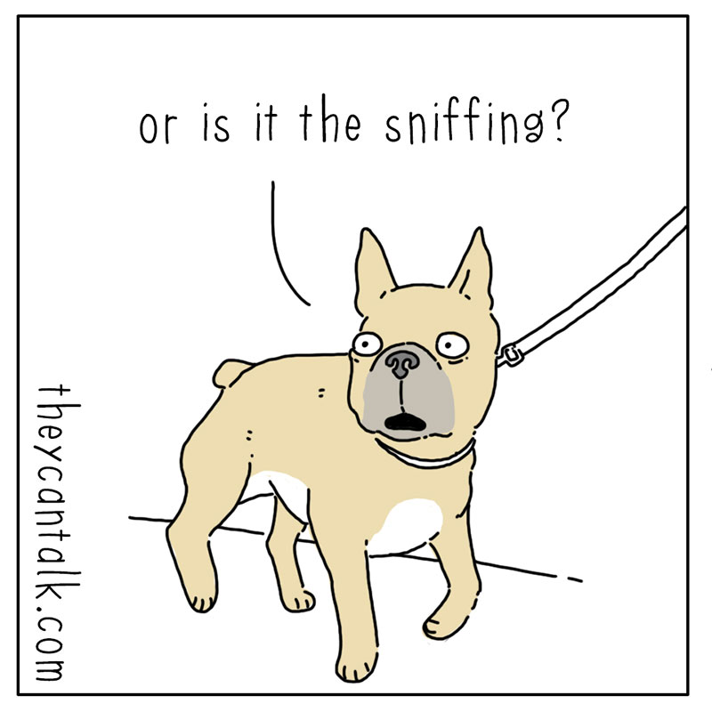 https://cdn-dev.tinyview.com/they-can-talk/2022/09/09/walks/dog_walks_3.jpg