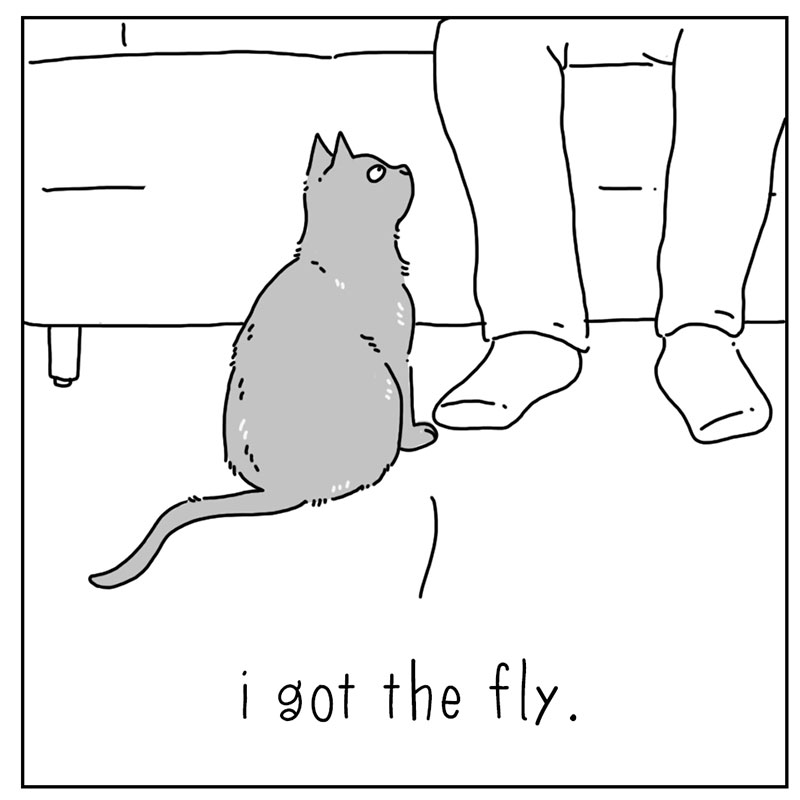 https://cdn-dev.tinyview.com/they-can-talk/2022/09/30/success/cat_fly_4.jpg