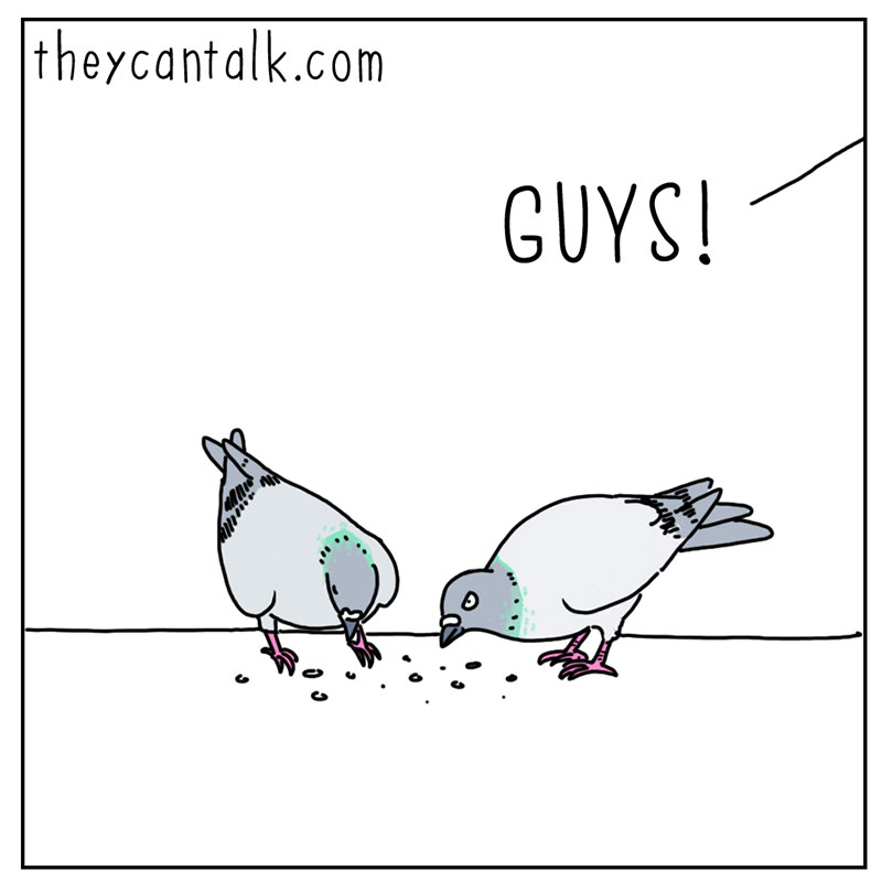 https://cdn-dev.tinyview.com/they-can-talk/2022/12/16/urgent/pigeon_hat1.jpg