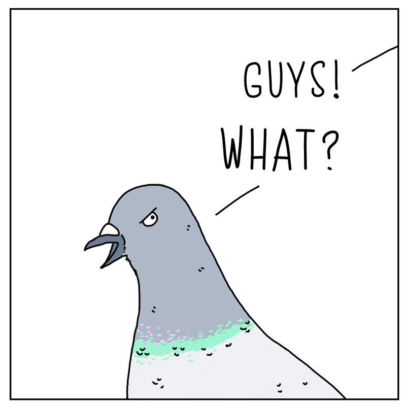 https://cdn-dev.tinyview.com/they-can-talk/2022/12/16/urgent/pigeon_hat3.jpg