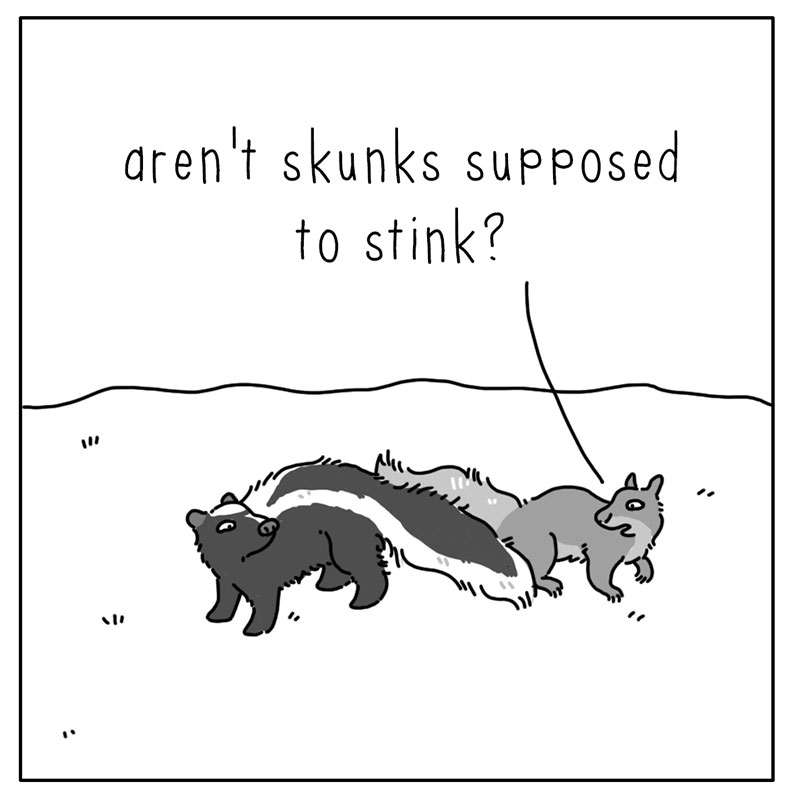 https://cdn-dev.tinyview.com/they-can-talk/2023/01/23/stink/skunk_stink2.jpg