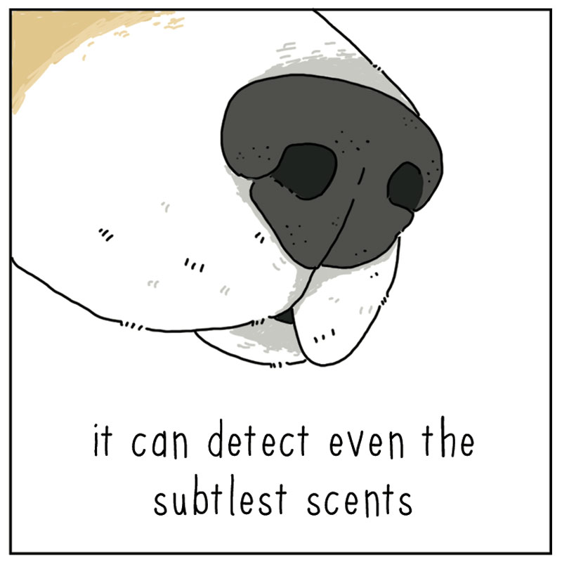 https://cdn-dev.tinyview.com/they-can-talk/2023/02/10/remarkable/dog_remarkable2.jpg