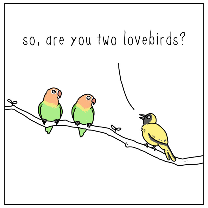 https://cdn-dev.tinyview.com/they-can-talk/2023/02/13/lovebirds/bird_lovebirds1.jpg