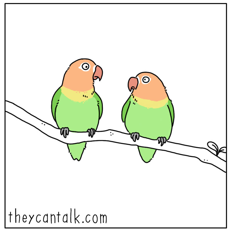 https://cdn-dev.tinyview.com/they-can-talk/2023/02/13/lovebirds/bird_lovebirds3.jpg