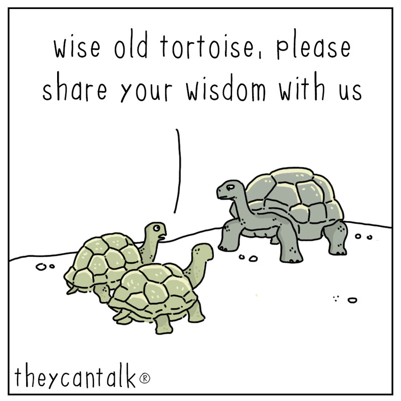 https://cdn-dev.tinyview.com/they-can-talk/2023/04/10/wise/tortoise_wise1.jpg