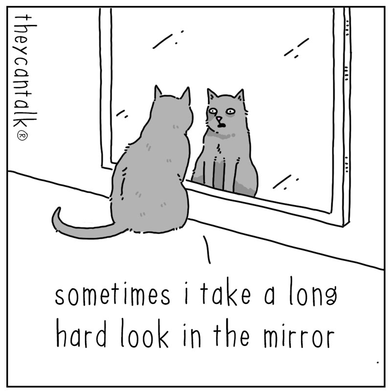 https://cdn-dev.tinyview.com/they-can-talk/2023/04/17/mirror/cat_mirror1.jpg