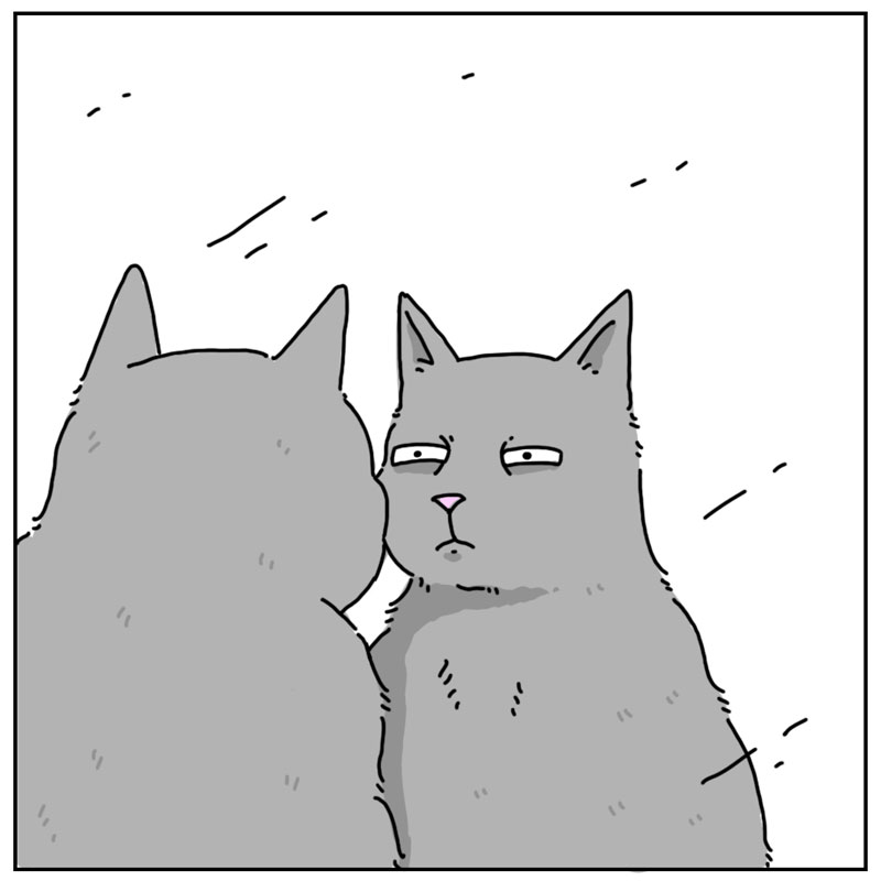 https://cdn-dev.tinyview.com/they-can-talk/2023/04/17/mirror/cat_mirror3.jpg