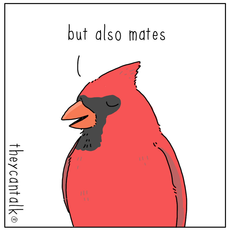 https://cdn-dev.tinyview.com/they-can-talk/2023/04/24/bright/bird_colors3.jpg