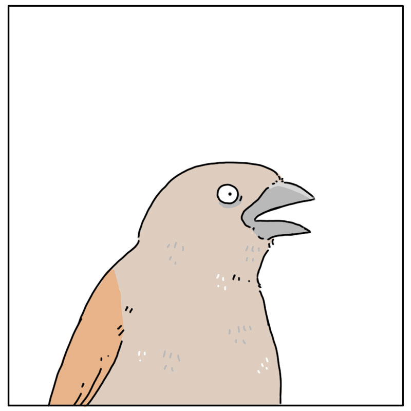 https://cdn-dev.tinyview.com/they-can-talk/2023/04/24/bright/bird_colors4.jpg