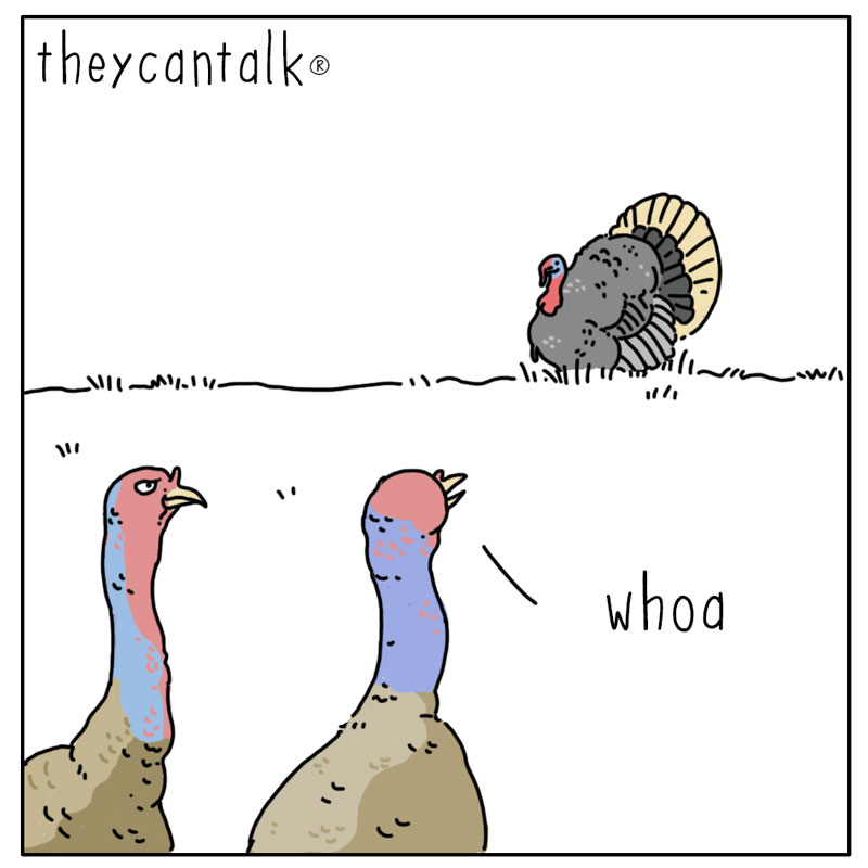 https://cdn-dev.tinyview.com/they-can-talk/2023/05/01/fooled/turkey_fluff1.jpg