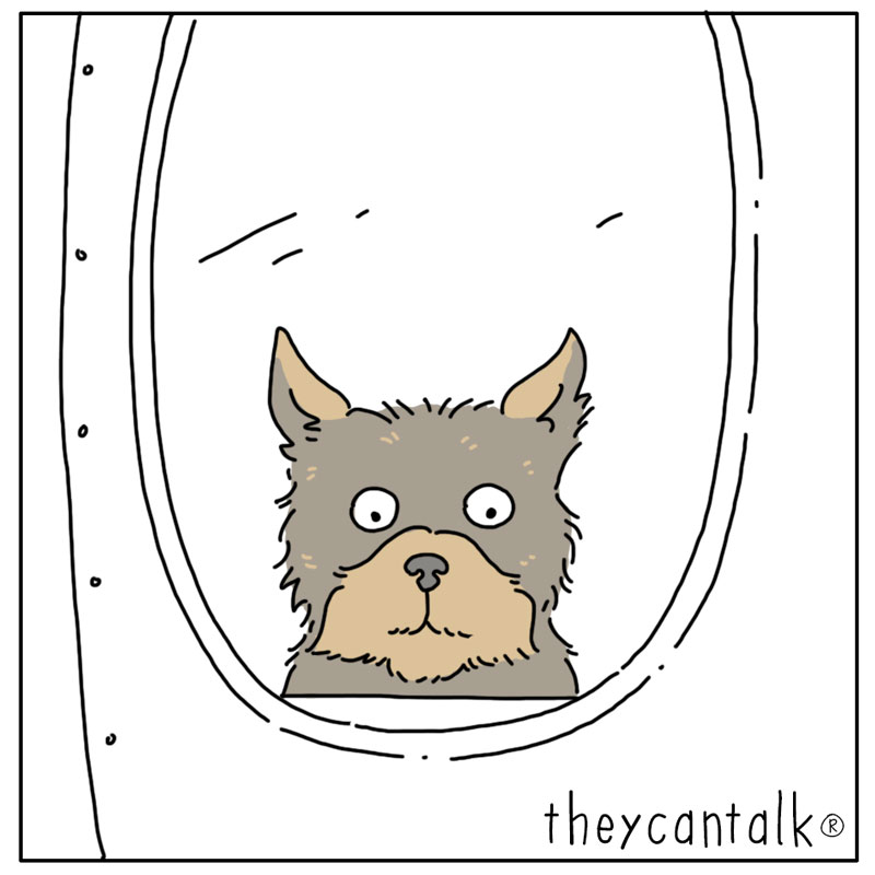 https://cdn-dev.tinyview.com/they-can-talk/2023/05/08/plane/dog_plane3.jpg