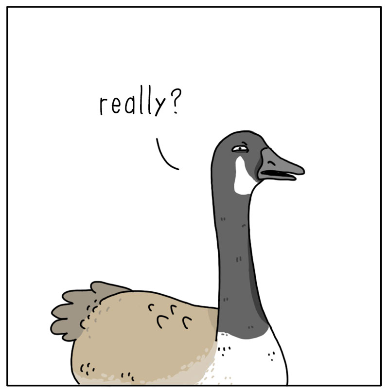 https://cdn-dev.tinyview.com/they-can-talk/2023/05/29/honk/goose_honk2.jpg