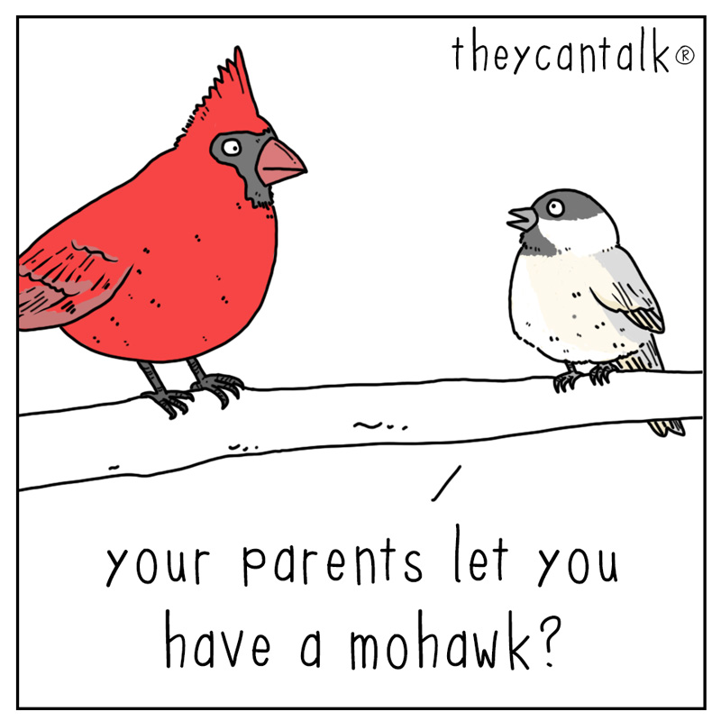 https://cdn-dev.tinyview.com/they-can-talk/2023/06/02/mohawk/cardinal_mohawk1.jpg