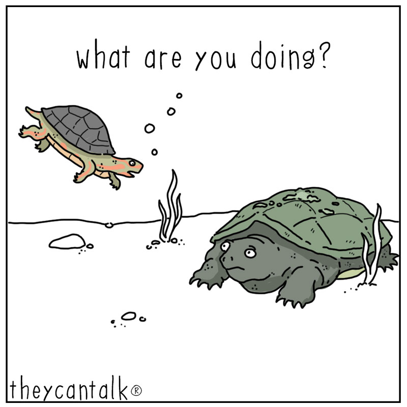 https://cdn-dev.tinyview.com/they-can-talk/2023/10/09/hunting/turtle_hunting1.jpg