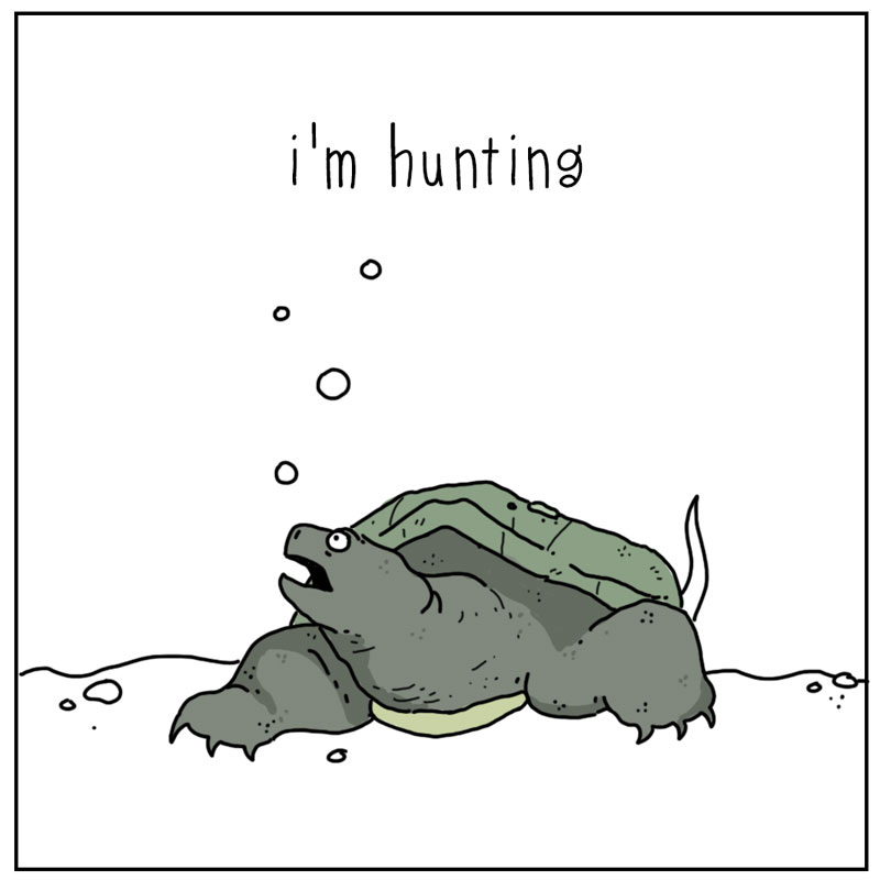 https://cdn-dev.tinyview.com/they-can-talk/2023/10/09/hunting/turtle_hunting2.jpg