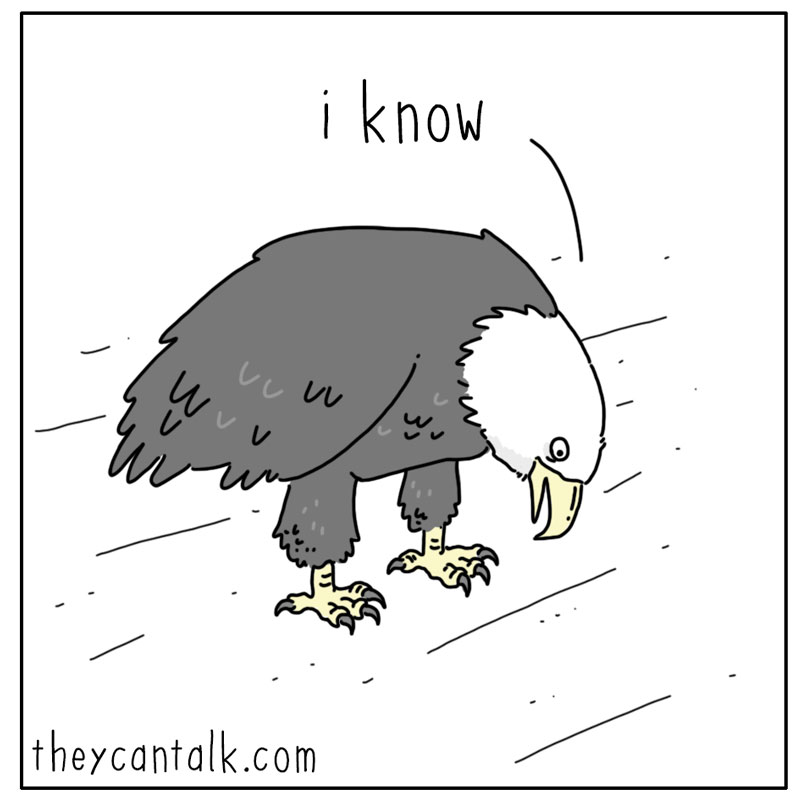https://cdn-dev.tinyview.com/they-can-talk/2023/12/08/options/eagle_windowshopping3.jpg