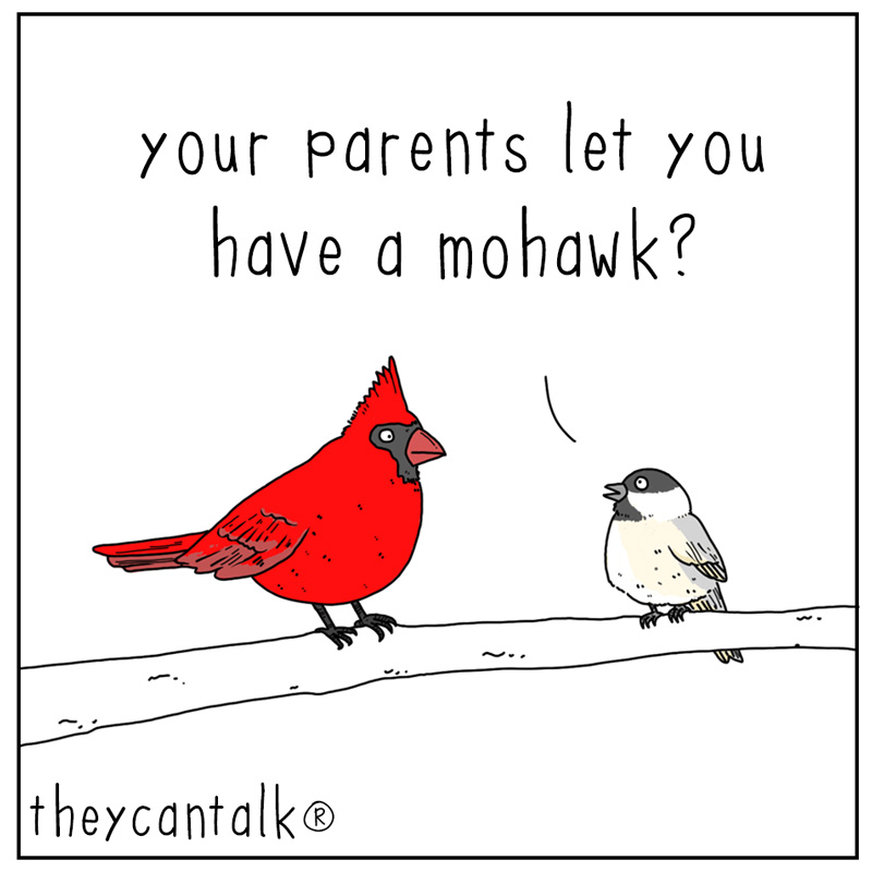 https://cdn-dev.tinyview.com/they-can-talk/2024/02/02/mohawk/bird_mohawk1.jpg
