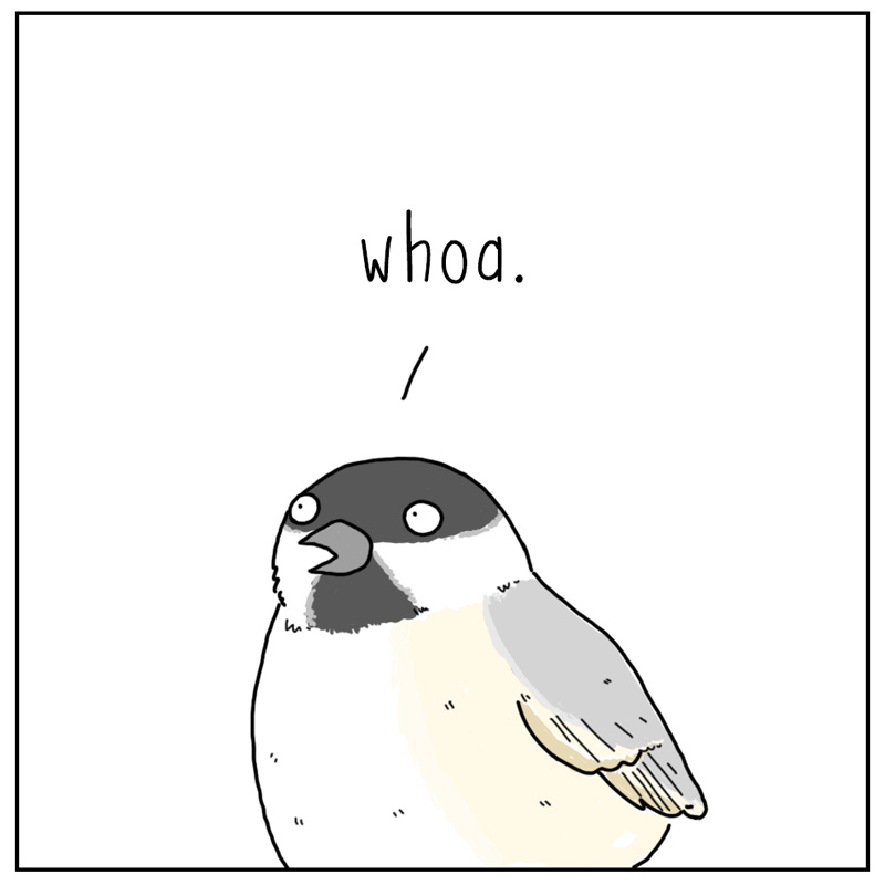 https://cdn-dev.tinyview.com/they-can-talk/2024/02/02/mohawk/bird_mohawk3.jpg