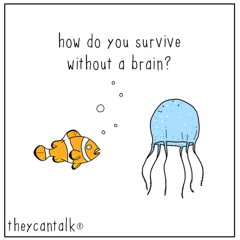 https://cdn-dev.tinyview.com/they-can-talk/2024/02/16/brain/jellyfish_brain1.jpg