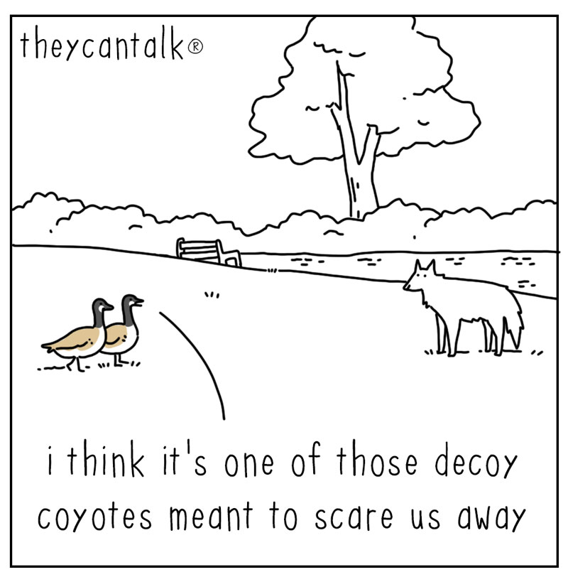 https://cdn-dev.tinyview.com/they-can-talk/2024/03/04/decoy/goose_coyote1.jpg