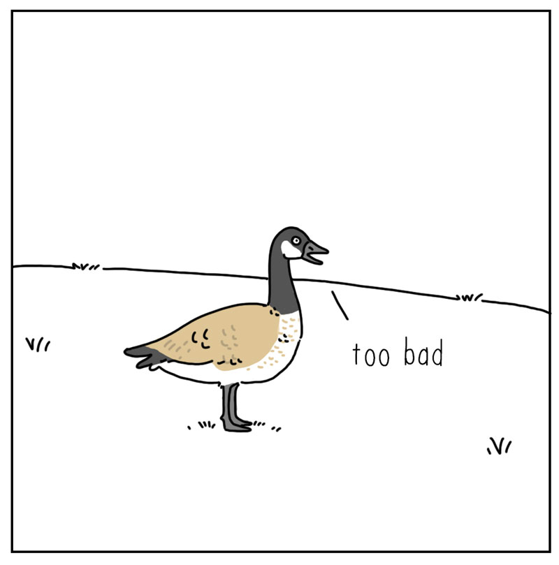 https://cdn-dev.tinyview.com/they-can-talk/2024/03/04/decoy/goose_coyote4.jpg