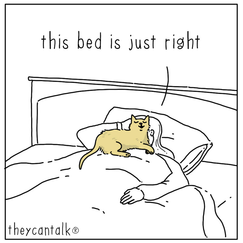 https://cdn-dev.tinyview.com/they-can-talk/2024/03/11/goldilocks/cat_bed3.jpg