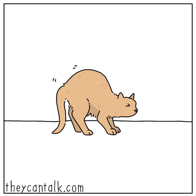 https://cdn-dev.tinyview.com/they-can-talk/2024/03/25/dancing/cat_dancing1.jpg