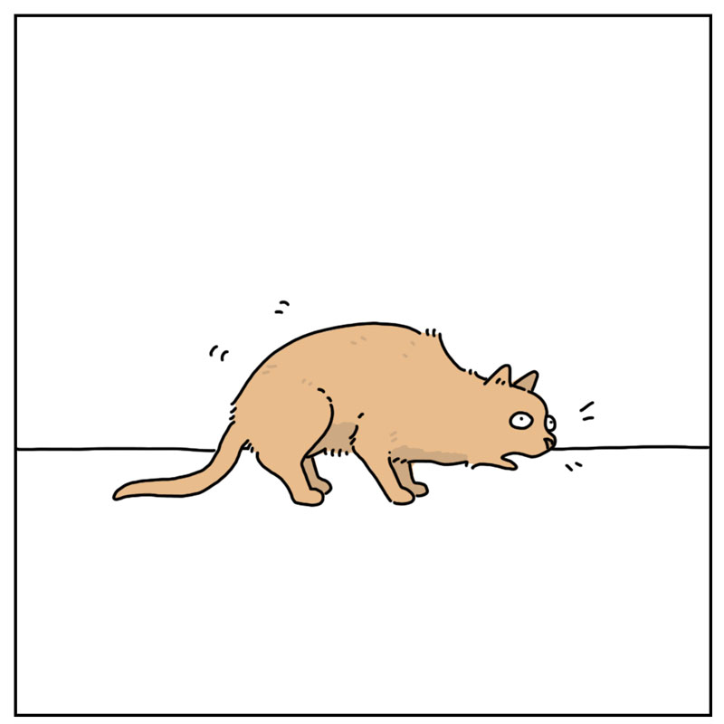 https://cdn-dev.tinyview.com/they-can-talk/2024/03/25/dancing/cat_dancing2.jpg