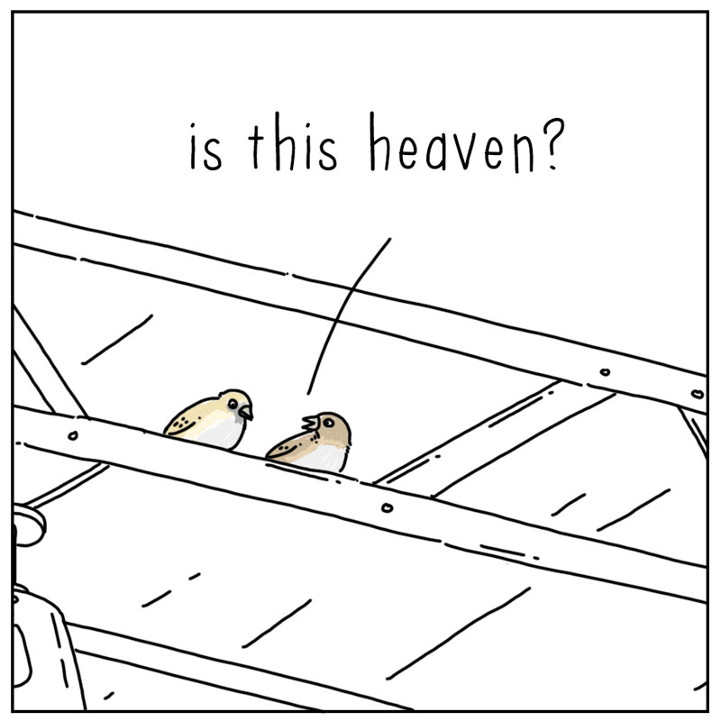 https://cdn-dev.tinyview.com/they-can-talk/2024/03/29/heaven/bird_heaven1.jpg