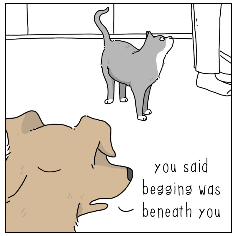 https://cdn-dev.tinyview.com/they-can-talk/2024/04/26/begging/cat_begging1.jpg