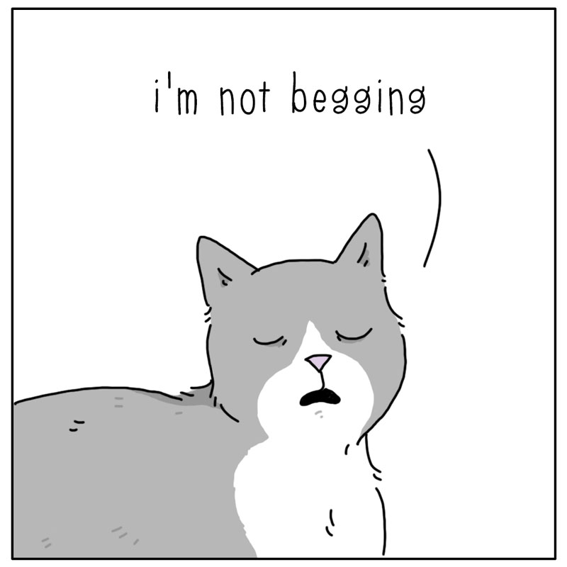 https://cdn-dev.tinyview.com/they-can-talk/2024/04/26/begging/cat_begging2.jpg