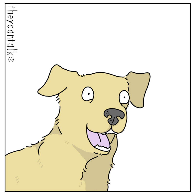 https://cdn-dev.tinyview.com/they-can-talk/2024/05/06/ballpark/dog_ballpark4.jpg