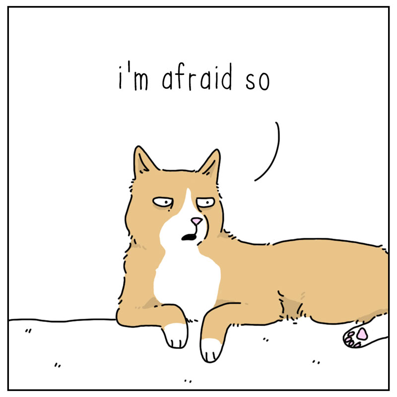 https://cdn-dev.tinyview.com/they-can-talk/2024/05/20/cool/dog_cool4.jpg