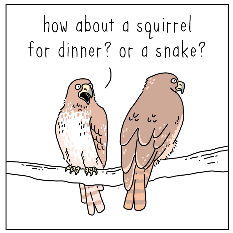 https://cdn-dev.tinyview.com/they-can-talk/2024/06/03/decisions/hawk_dinner1.jpg