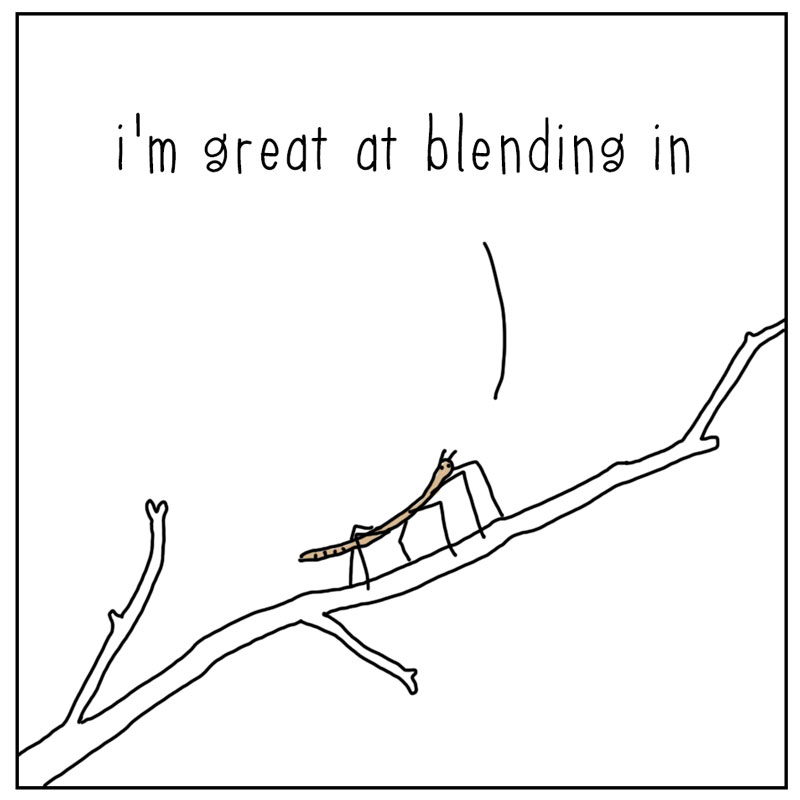 https://cdn-dev.tinyview.com/they-can-talk/2024/06/10/stand-out/stickbug_standout1.jpg