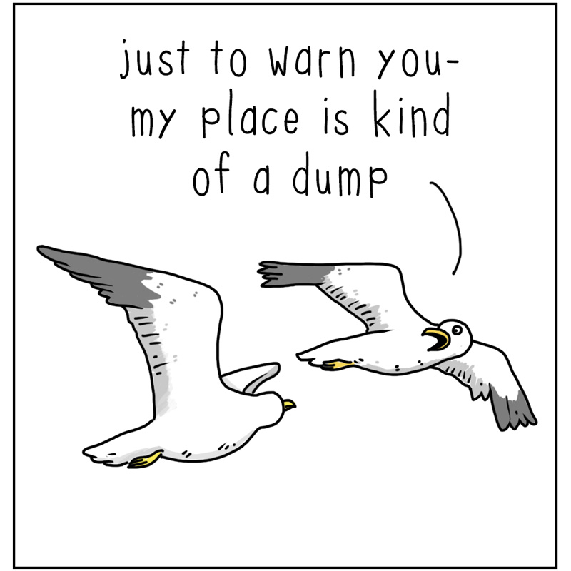 https://cdn-dev.tinyview.com/they-can-talk/2024/06/14/dump/seagull_dump1.jpg
