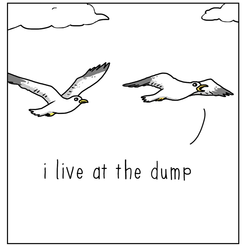 https://cdn-dev.tinyview.com/they-can-talk/2024/06/14/dump/seagull_dump3.jpg