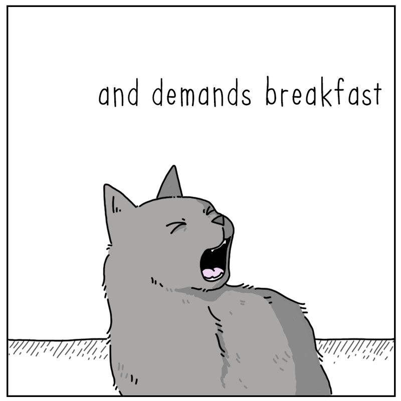 https://cdn-dev.tinyview.com/they-can-talk/2024/06/28/midnight/cat_breakfast4.jpg