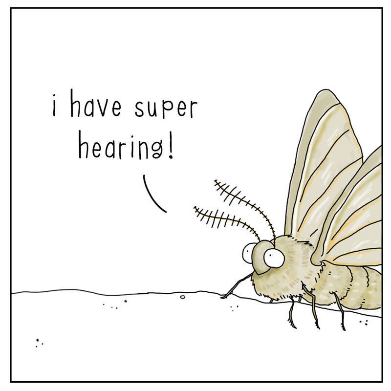 https://cdn-dev.tinyview.com/they-can-talk/2024/07/05/superpowers/stickbug_powers3.jpg