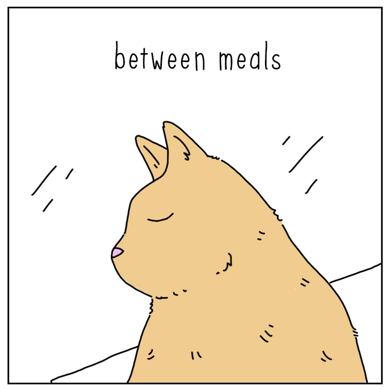 https://cdn-dev.tinyview.com/they-can-talk/2024/07/22/time/cat_time4.jpg