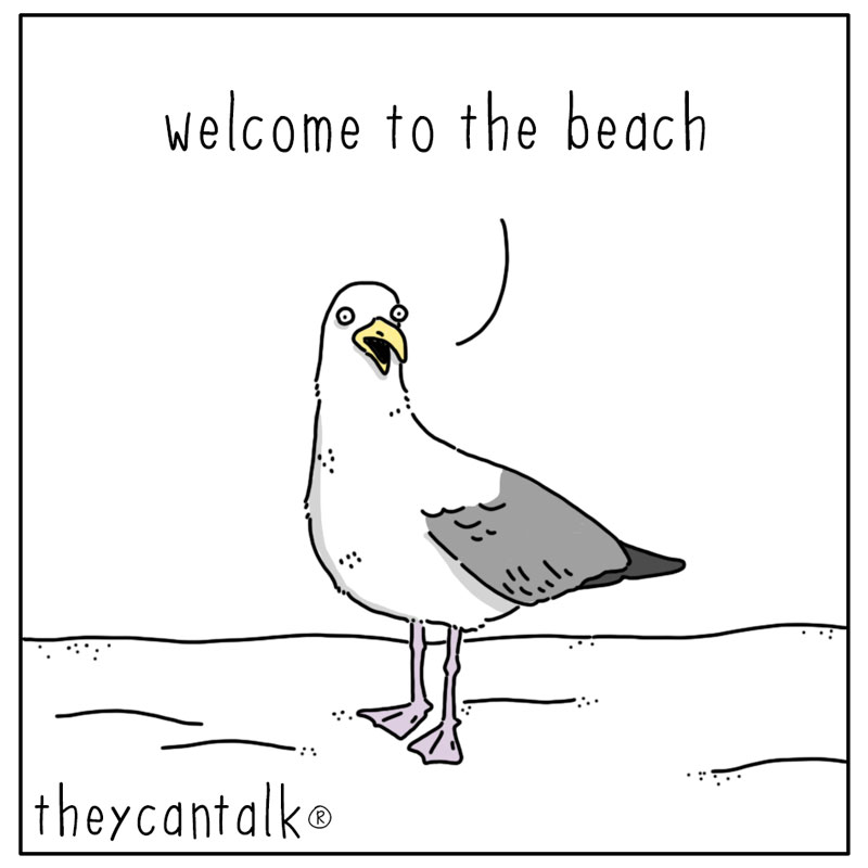 https://cdn-dev.tinyview.com/they-can-talk/2024/08/12/serenade/seagull_song1.jpg