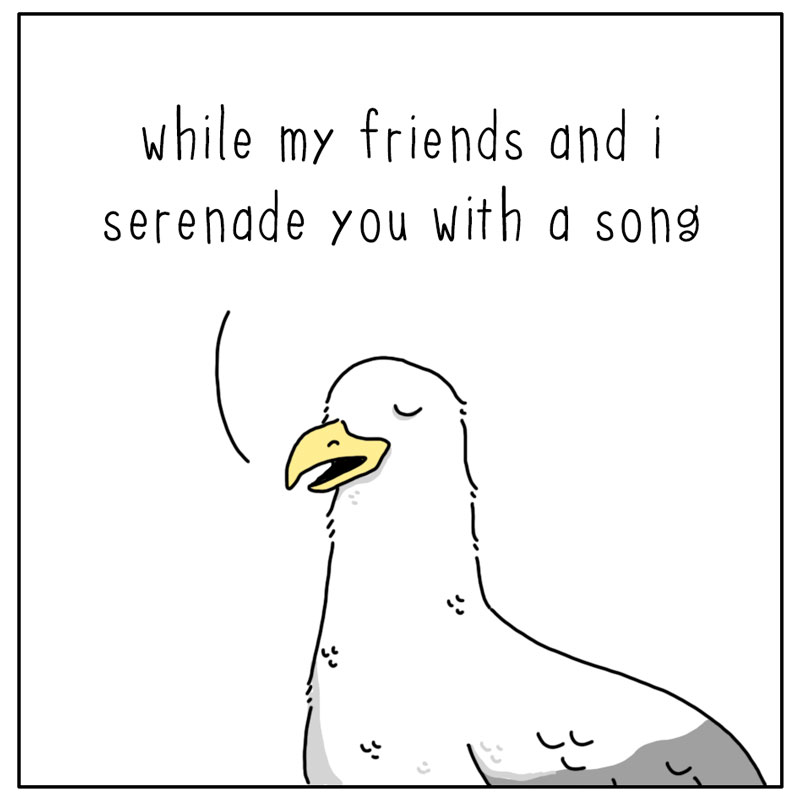 https://cdn-dev.tinyview.com/they-can-talk/2024/08/12/serenade/seagull_song3.jpg